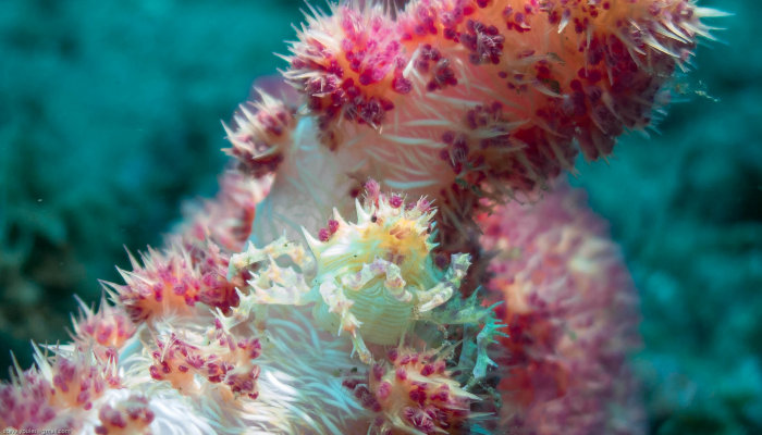 Soft Coral Candy Crab